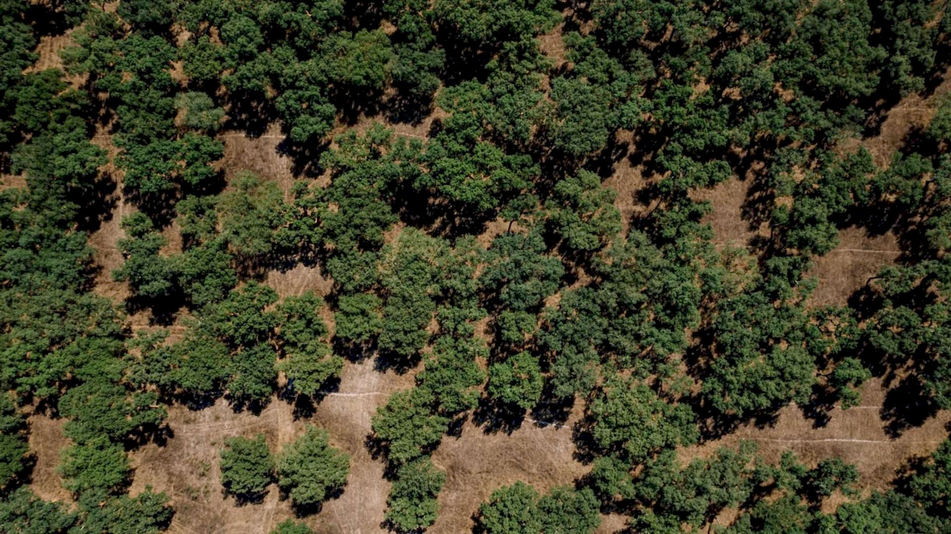 A cork oak, two centuries, and a small part to play