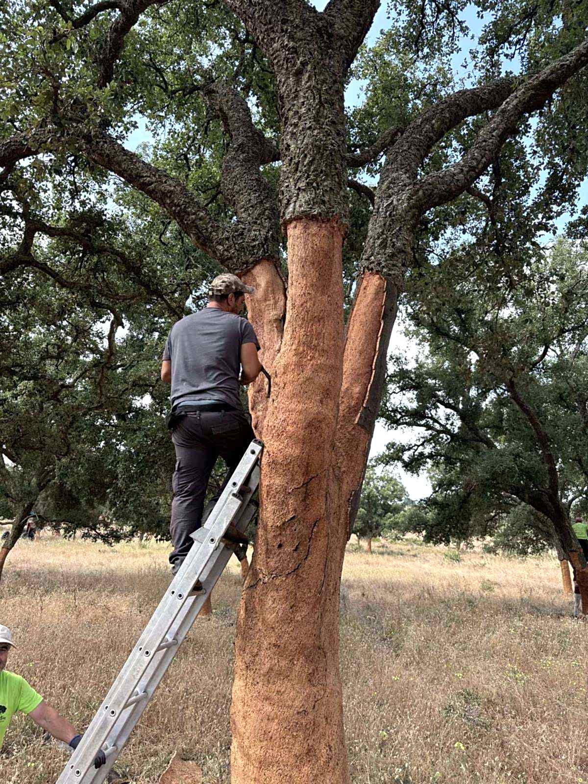 Cork harvest